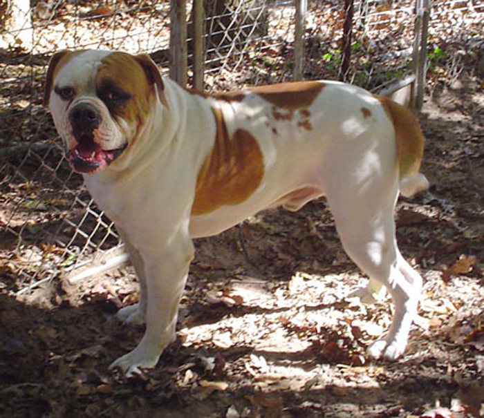 CCK American Bulldogs - Rebel