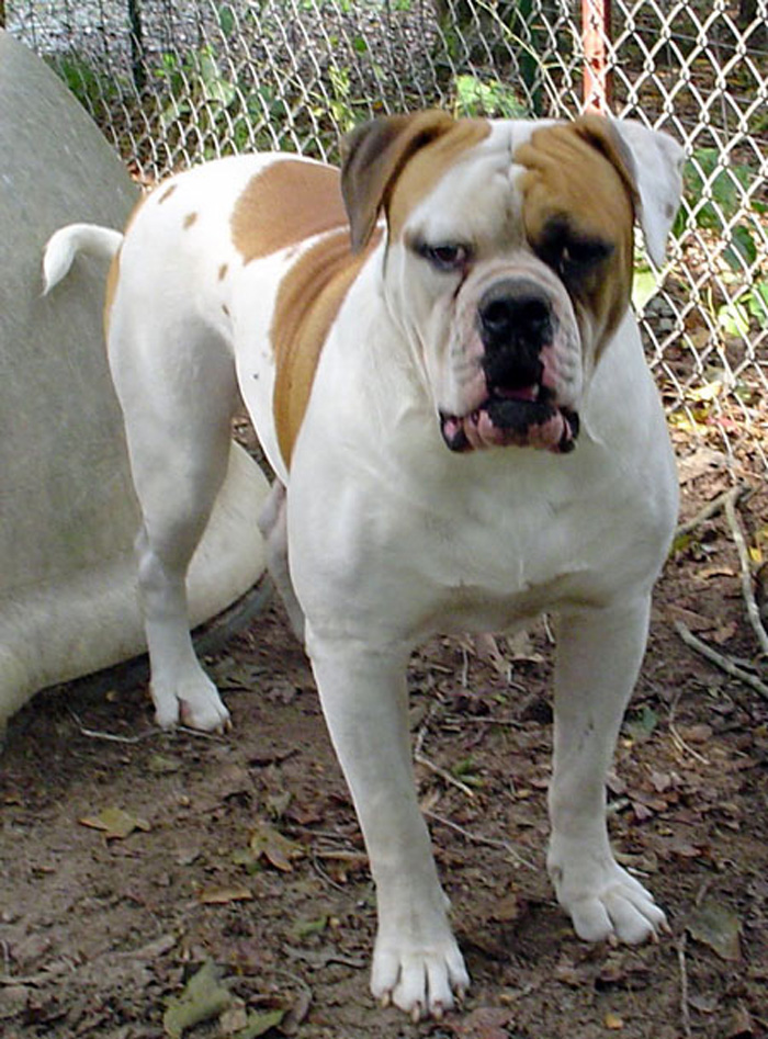 CCK American Bulldogs - Rebel