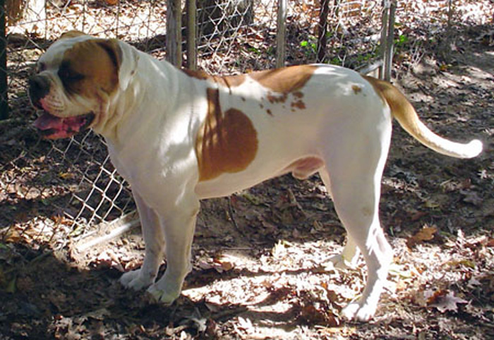 CCK American Bulldogs - Rebel