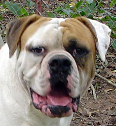 CCK American Bulldogs - Rebel