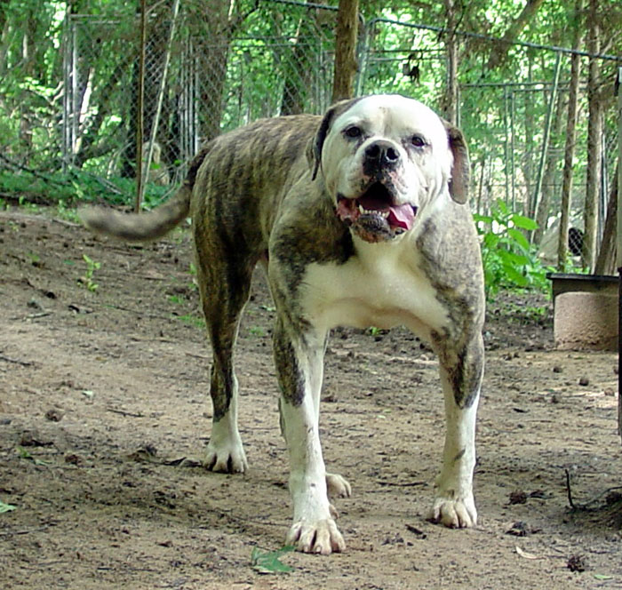 CCK American Bulldogs - Tank