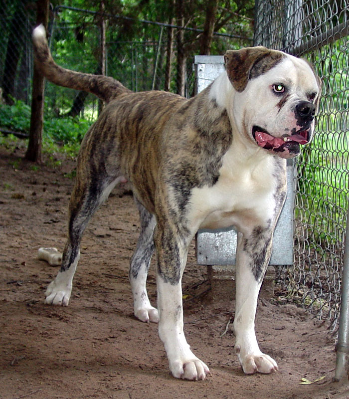 CCK American Bulldogs - Tank