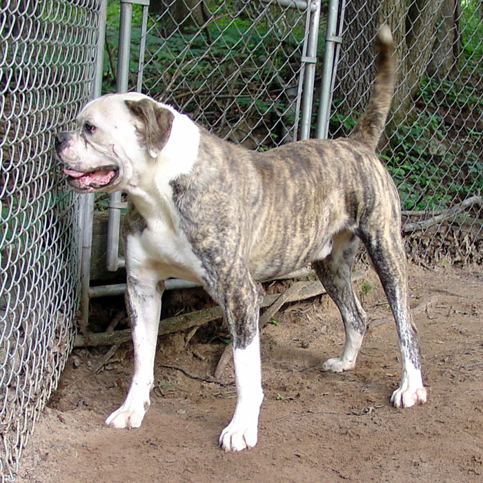CCK American Bulldogs - Tank