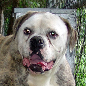 CCK American Bulldogs - Tank